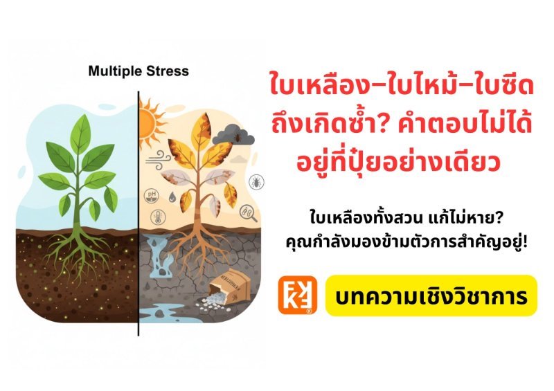 รูปภาพประกอบ