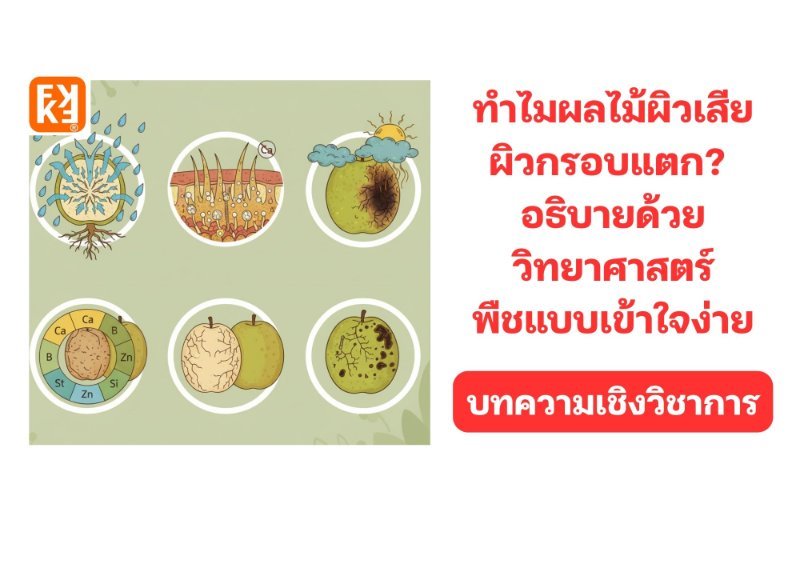 รูปภาพประกอบ