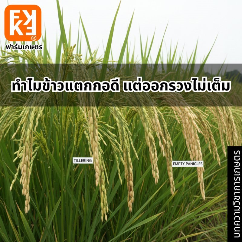 รูปภาพประกอบ