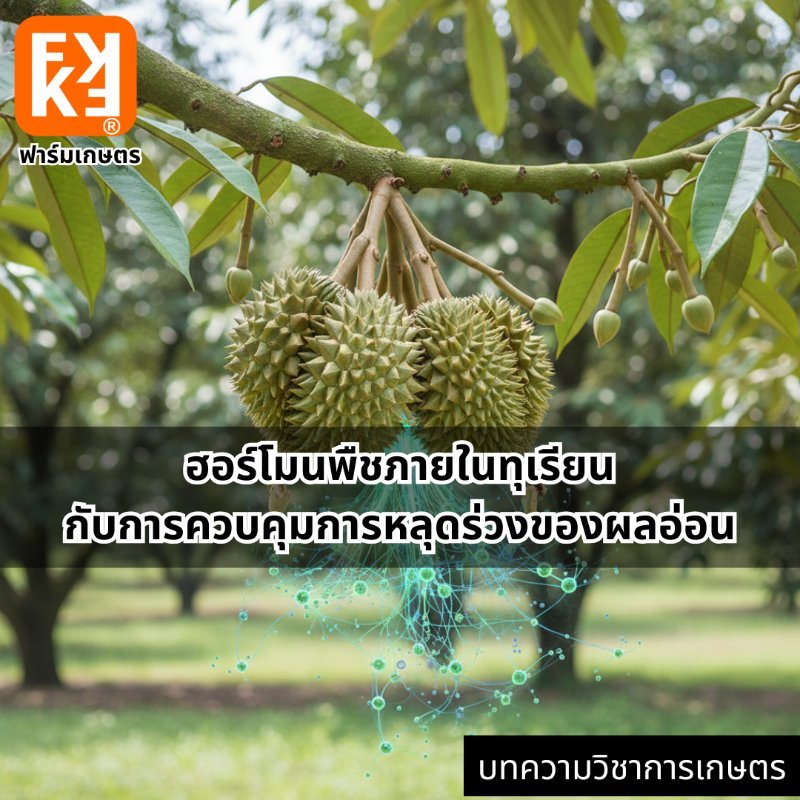 รูปภาพประกอบ