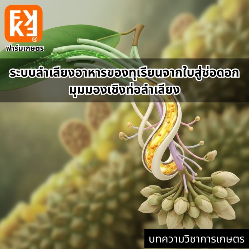 รูปภาพประกอบ