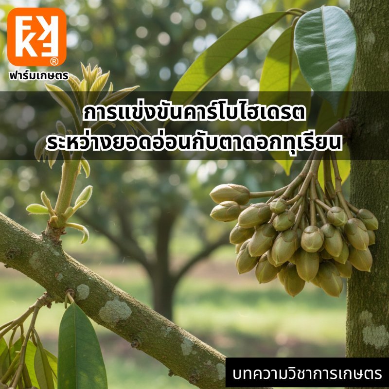 รูปภาพประกอบ