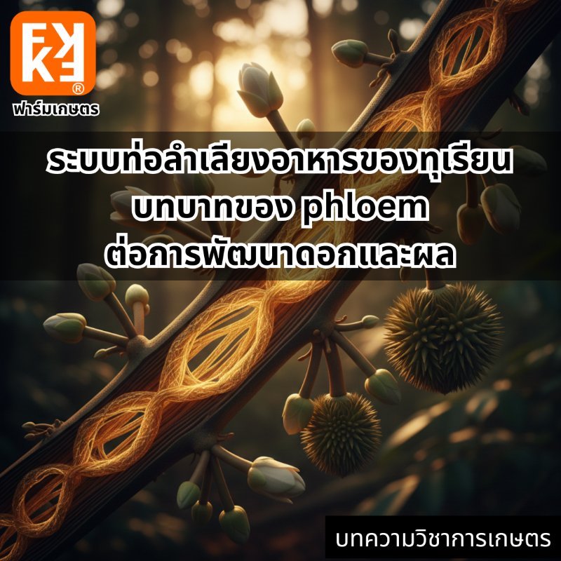 รูปภาพประกอบ