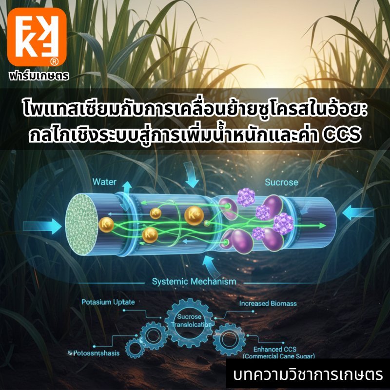 รูปภาพประกอบ