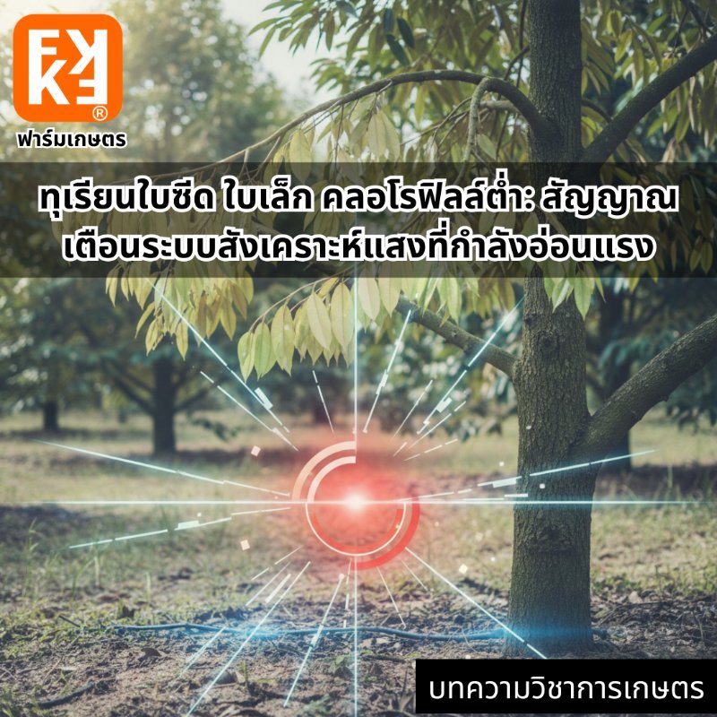 รูปภาพประกอบ