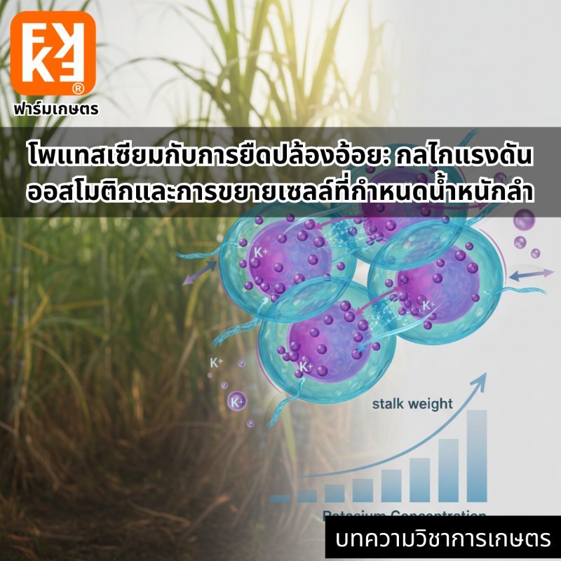 รูปภาพประกอบ