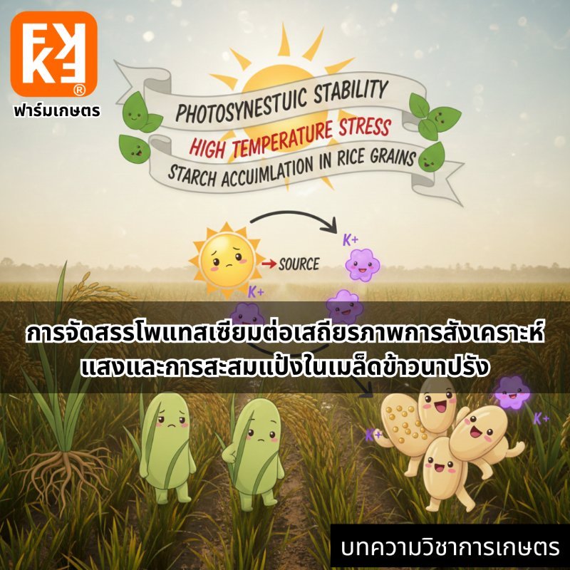 รูปภาพประกอบ