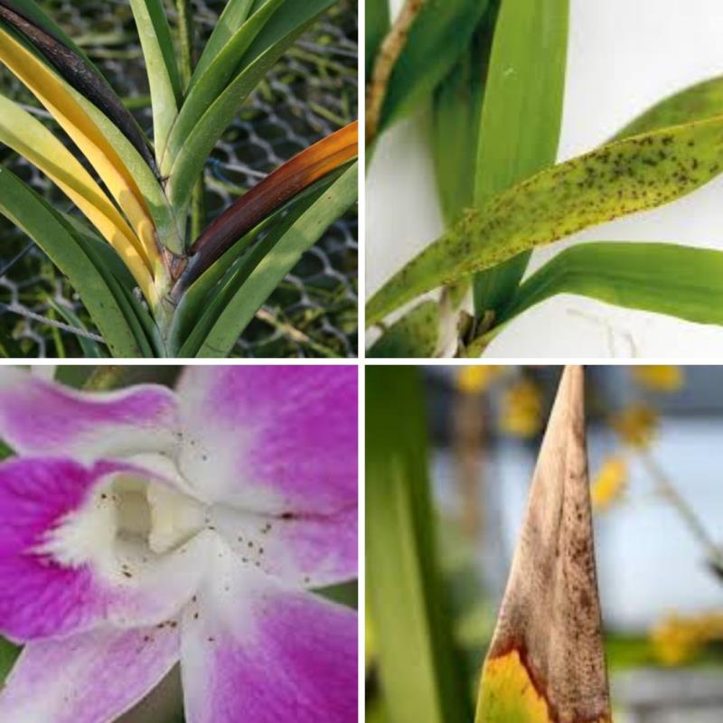 การใช้ Metalaxyl ผสม Starfer Fertilizer 30-20-5 ฉีดพ่นป้องกันและกำจัดโรคในต้นดอกกล้วยไม้