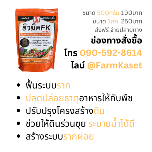 การปลูกหอมแดง ให้ผลผลิตดี ใช้ ฮิวมิคFK ตามระยะการเจริญเติบโต