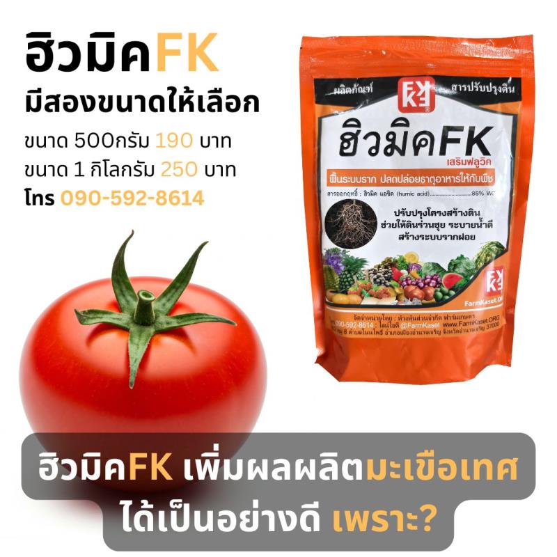 ฮิวมิค FK มีประสิทธิภาพในการ เพิ่มผลผลิตมะเขือเทศได้อย่างไร?